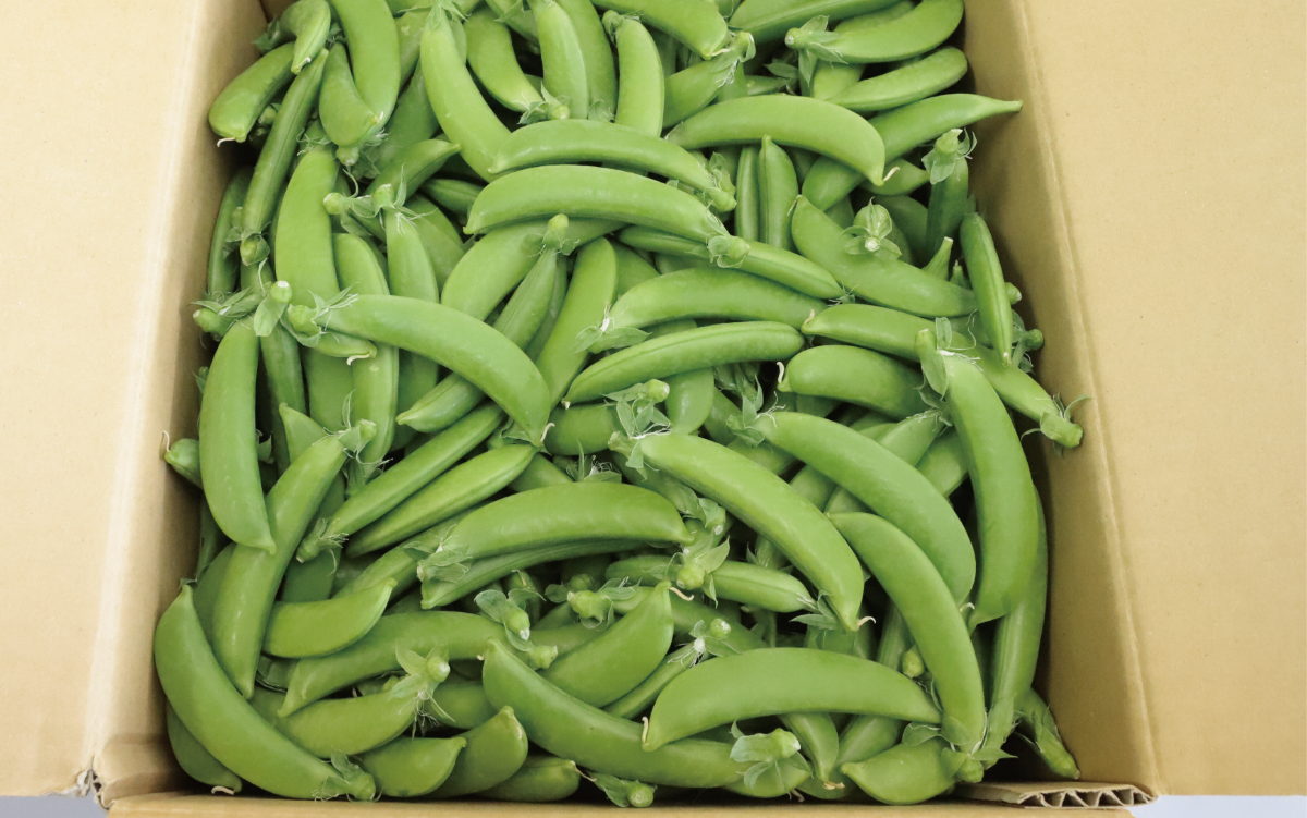 2026年2月上旬頃～発送【産地直送！新鮮旬野菜！】ご家庭用スナップエンドウ約3kg(指宿促成青果/A-415) スナップ エンドウ 野菜 旬 旬野菜 春 サラダ 天ぷら 炒め物 新鮮 指宿 鹿児島 いぶすき