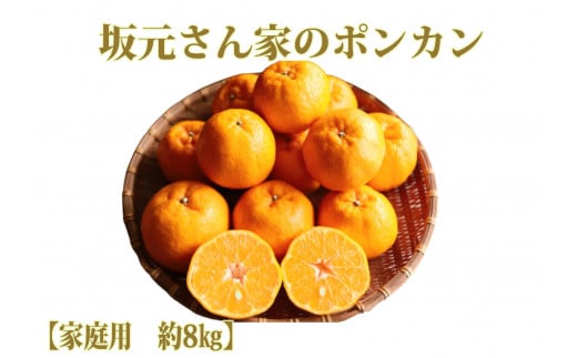【2026年1月上旬～発送】みかん農家坂元さんちのポンカンご家庭用約8kg(坂元果樹園/A-104) みかん ポンカン ポンカン 鹿児島 指宿市 椪柑 柑橘 蜜柑 果物 フルーツ くだもの 贈答用 果樹園