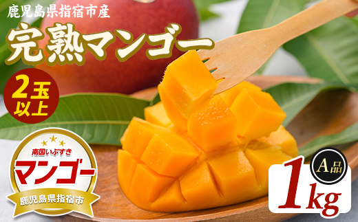 【2026年発送】鹿児島県指宿産 完熟マンゴー 約1kg (室屋植物園/IB163-001) 贈答用 完熟 フルーツ 果物 果実 デザート スイーツ 南国 化粧箱入