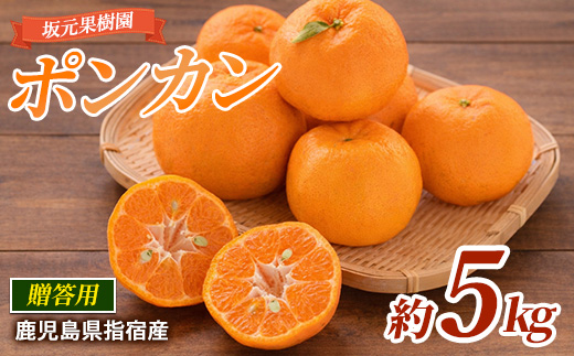 【2026年1月上旬～発送】みかん農家坂元さんちのポンカン贈答用約5kg(坂元果樹園/A-103) みかん ポンカン ポンカン 鹿児島 指宿市 椪柑 柑橘 蜜柑 果物 フルーツ くだもの 贈答用 果樹園