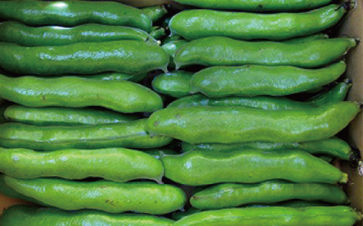 縲2026蟷エ1譛井クュ譌ャス樒匱騾√第欠螳ソ逕」繧オ繝、莉倥◎繧峨∪繧´繧オ繧、繧コ邏2kg(蟯。譚大膚蠎/A-129) 鮖ソ蜈仙ウカ逵 縺昴i縺セ繧 繧ス繝ゥ繝槭Γ 縺昴i雎 雎 譌ャ 謖螳ソ蟶 譏・ 驥手除 繧オ繝ゥ繝 縺翫▽縺セ縺ソ