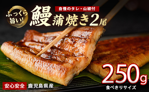 【2025年12月21日までのご入金で年内発送】【鹿児島県産】うなぎ蒲焼じっくり焼き約125g×2尾 化粧箱入り(大新/012-2001) 化粧箱入り 鰻 ウナギ 蒲焼 国産 丑の日 うな重 無頭 ギフト プレゼント 贈り物 贈答