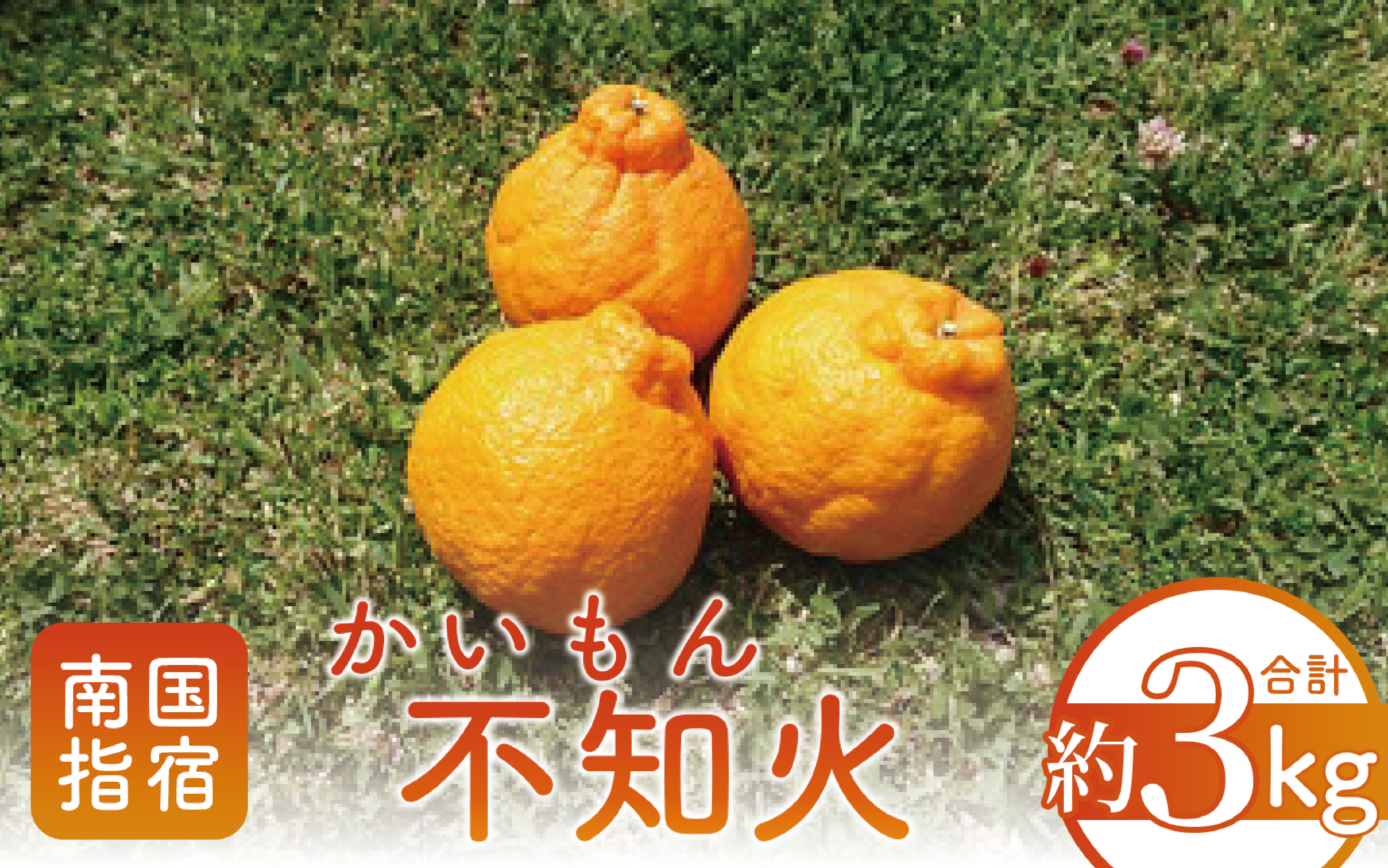 【2026年 発送】かいもん不知火 約3kg(迫田果樹園/010-211) しらぬい みかん フルーツ 柑橘 旬 果物 いぶすき 指宿 鹿児島 開聞 完熟 果実 春