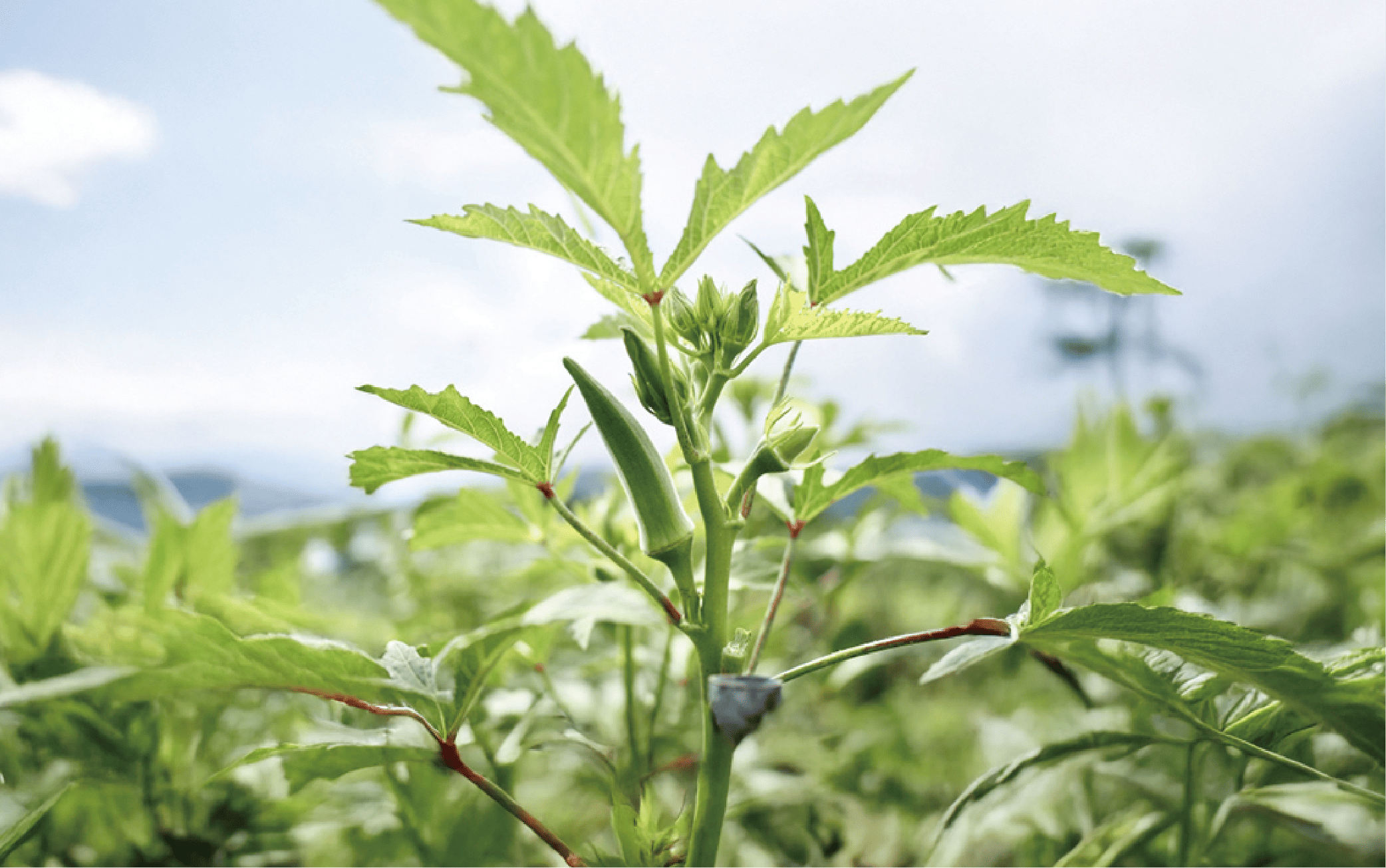 ãæå®¿ãªã¯ã©ããªã¯ã©ããŠããŒ90å
(ãšãŒã«/IB053-005)