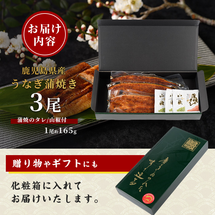 【歳末感謝！】【鹿児島県産】うなぎ蒲焼じっくり焼き約165g×3尾 化粧箱入り(大新/023-1105)  うなぎ 国産 鹿児島 蒲焼 丑の日 丑 土用丑の日 