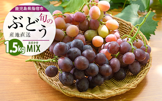【2026年7月上旬～発送】迫田果樹園のぶどう 指宿産ぶどうのおまかせミックスセット約1.5kg(迫田果樹園/IB064-002) ブドウ 葡萄 果物 フルーツ 果実 果樹園 食べ比べ 食べくらべ 詰合せ つめ合わせ