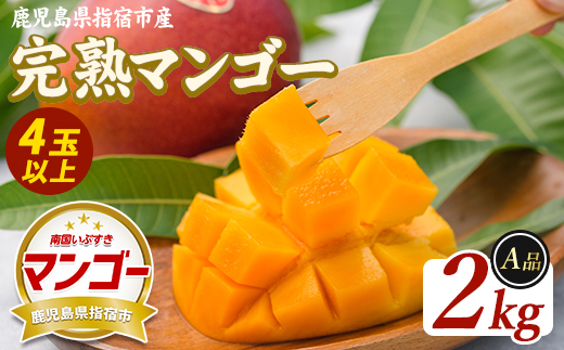 【2026年発送】鹿児島県指宿産 完熟マンゴー 約2kg (室屋植物園/IB163-002) 贈答用 完熟 フルーツ 果物 果実 デザート スイーツ 南国 化粧箱入