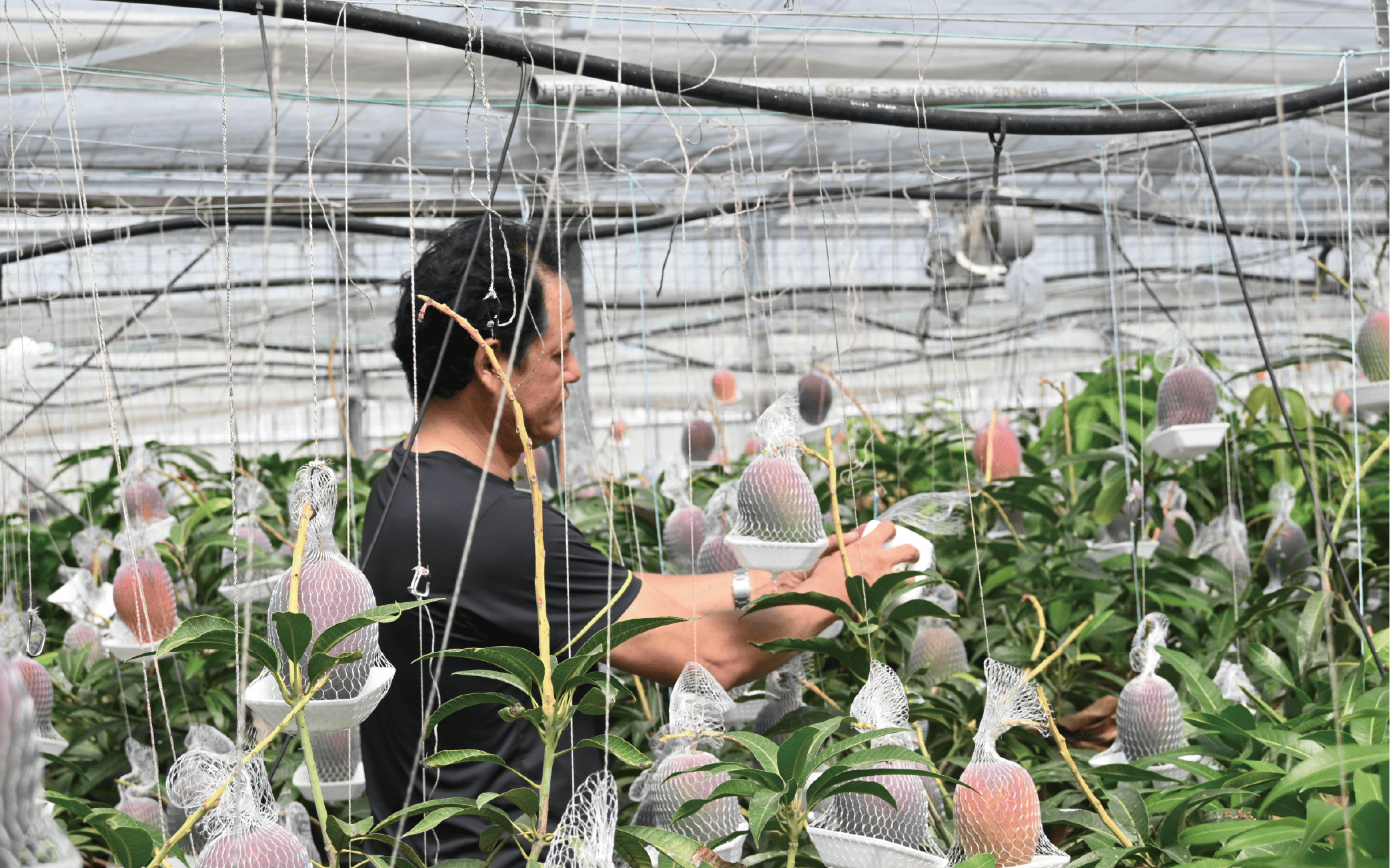 ã2026幎 çºéãïŒèš³ããïŒå°äžããæ¹§ãåºãæž©æ³ãšèžæ°ç±ãå©çšæ œå¹ããæž©æ³å®çãã³ãŽãŒçŽ1kg(ãããã«ã«ãã¡ãŒã ãã¶ãã/016-1764) ãã³ãŽãŒ ãã«ãŒã æç© ãã ãã® æ¬ å€ æå®¿ ãã¶ãã 鹿å
å³¶