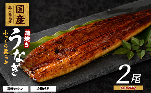 【鹿児島県産】うなぎ蒲焼じっくり焼き約250g×2尾 木目化粧箱入り(大新/020-1107) 鰻 蒲焼 国産 丑の日 うな重 無頭 ギフト ふっくら 小分け レンジ 簡単