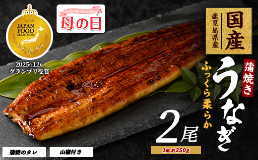【母の日ギフト】【鹿児島県産】うなぎ蒲焼じっくり焼き約250g×2尾 木目化粧箱入り(大新/IB021-001m) 母の日 ギフト プレゼント 贈り物 鰻 蒲焼 国産 丑の日 うな重 無頭 ギフト ふっくら 小分け レンジ 簡単