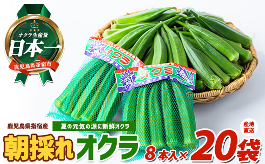 【2026年 発送】夏の元気の源! 朝採れ新鮮いぶすきオクラ8本入り20袋(指宿促成青果/IB092-003) 野菜 夏野菜 旬 特産 夏 新鮮 オクラ 鹿児島 指宿市 お福分け おすそ分け