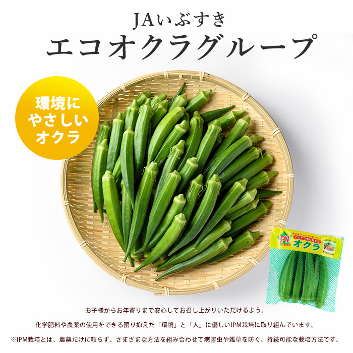 【2026年5月上旬～発送】栽培期間中、農薬の使用を抑えた指宿産オクラ160本(8本入×20袋)(エコオクラグループ/IB166-001) オクラ おくら 野菜 夏野菜 旬 特産 夏 新鮮 鹿児島県