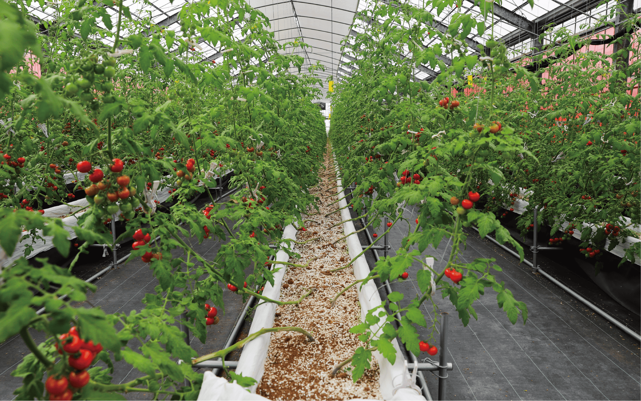 【2025年12月上旬～発送】【鹿児島県指宿市産】さくらんぼトマト 薩摩の恋心 35個入(シナジーブリーディング/010-373)トマト 美味しいトマト フルーツトマト サクランボ トマト ミニトマト ぷちぷよ