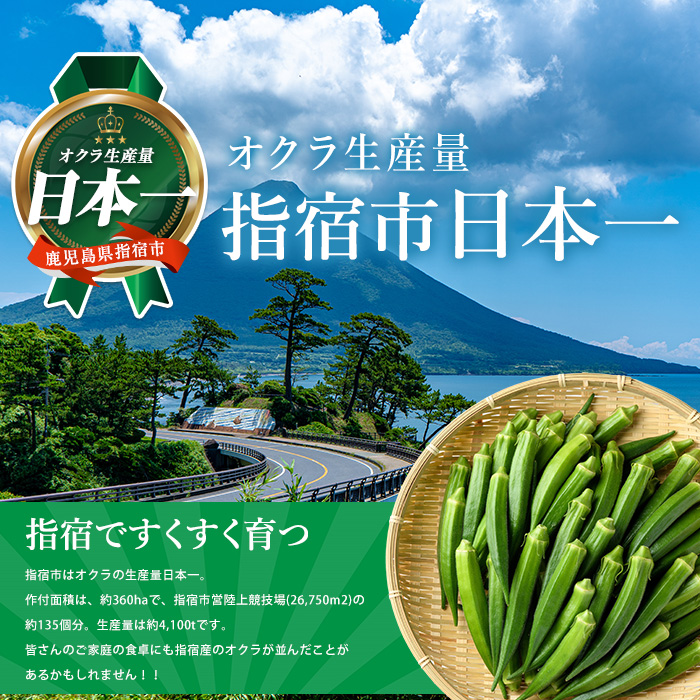 【2026年5月上旬～発送】栽培期間中、農薬の使用を抑えた指宿産オクラ160本(8本入×20袋)(エコオクラグループ/IB166-001) オクラ おくら 野菜 夏野菜 旬 特産 夏 新鮮 鹿児島県