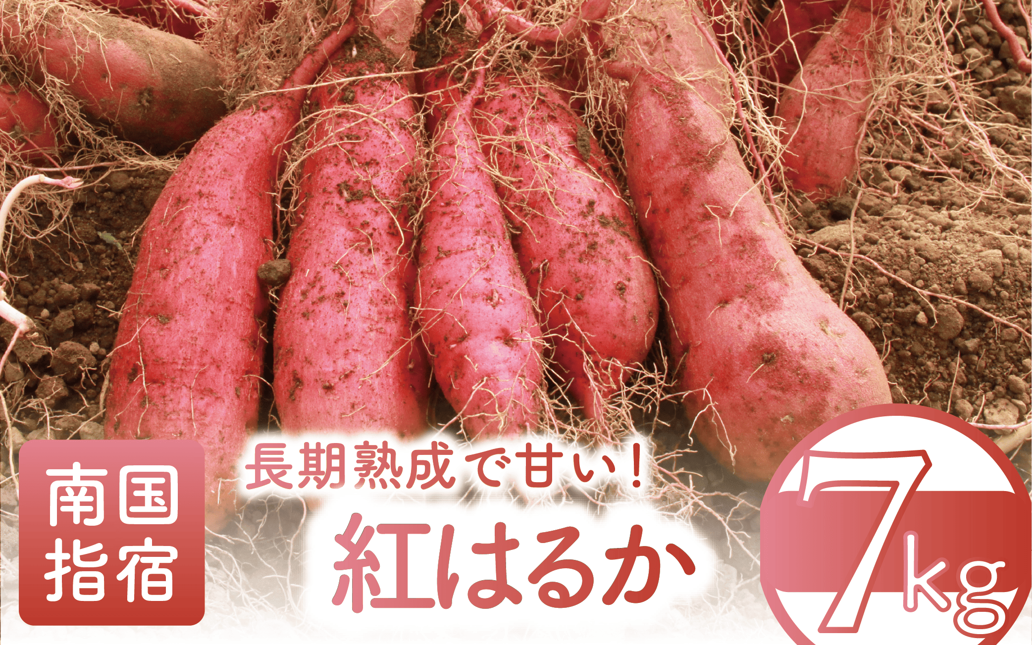 【2025年11月中旬～発送】指宿産 紅はるか 約7kg(アグリスタイル/A-301) 鹿児島 サツマイモ 薩摩芋 指宿市 焼芋 やきいも 焼きいも スイーツ おやつ デザート