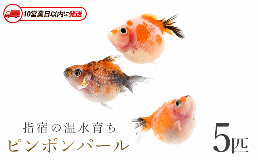 【10営業日以内に発送】【温水育ち】ピンポンパール 5匹(otofarm/IB148-003) ※北海道・沖縄・離島配送不可※ 金魚 生体 国産 飼育 ペット 生き物 魚 初心者 観賞魚 水槽 アクアリウム