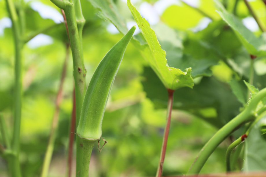 食材供給都市の実現に関する事業