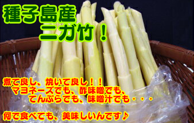 【 先行予約 】 種子島 産 春 の ニガダケ 4ｋｇ　NFN407【675pt】