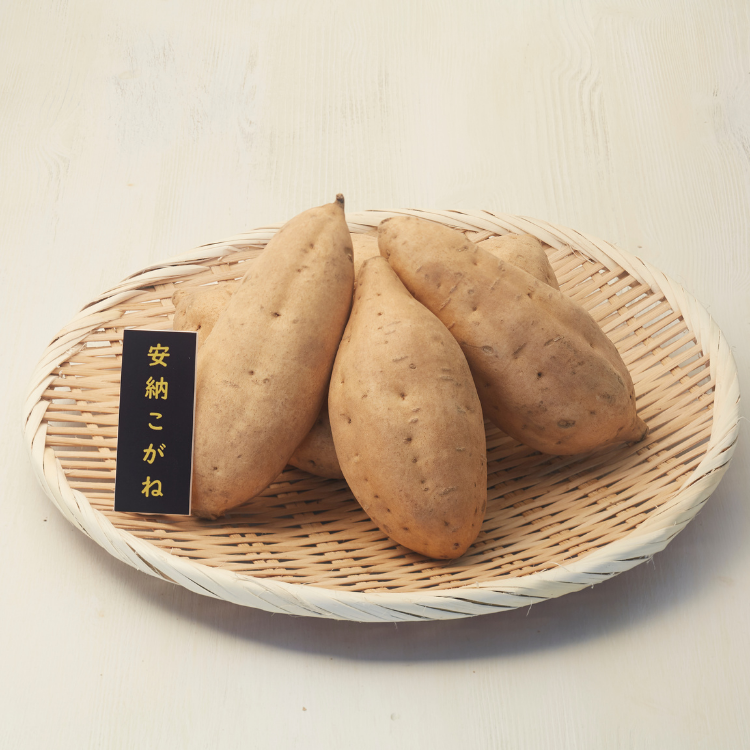 çš®åå³¶ å®çŽãã ããã ( çè ) L ãµã€ãº 10kgãNFN649ã525ptã // å®çŽè å®çŽããçºç¥¥ã®å° æ¬å Žã»å®çŽå°åç£ ç³åºŠ çææé G.I ä¿è·å¶åºŠ ãã©ã³ã éè³ çãã è ãã ãã€ãŸãã åžå° é»é