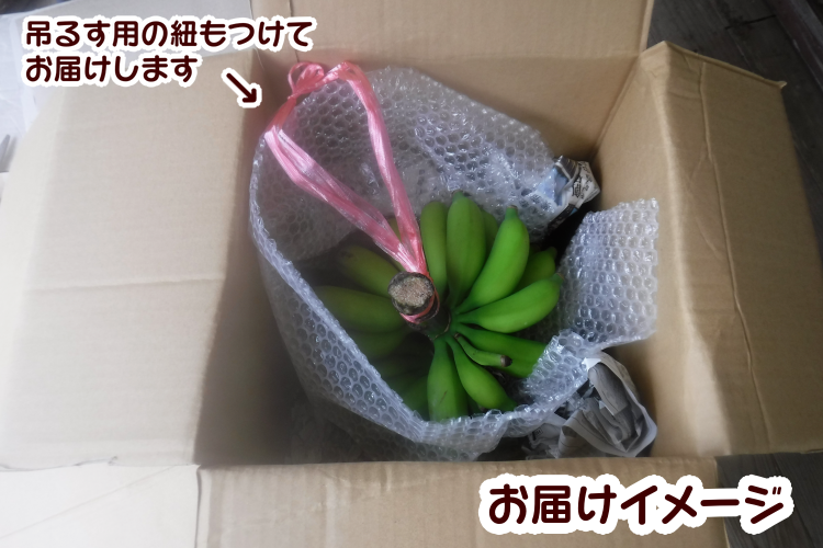 園田 バナナ園  北限 の 露地 バナナ  2房　NFN250【375pt】