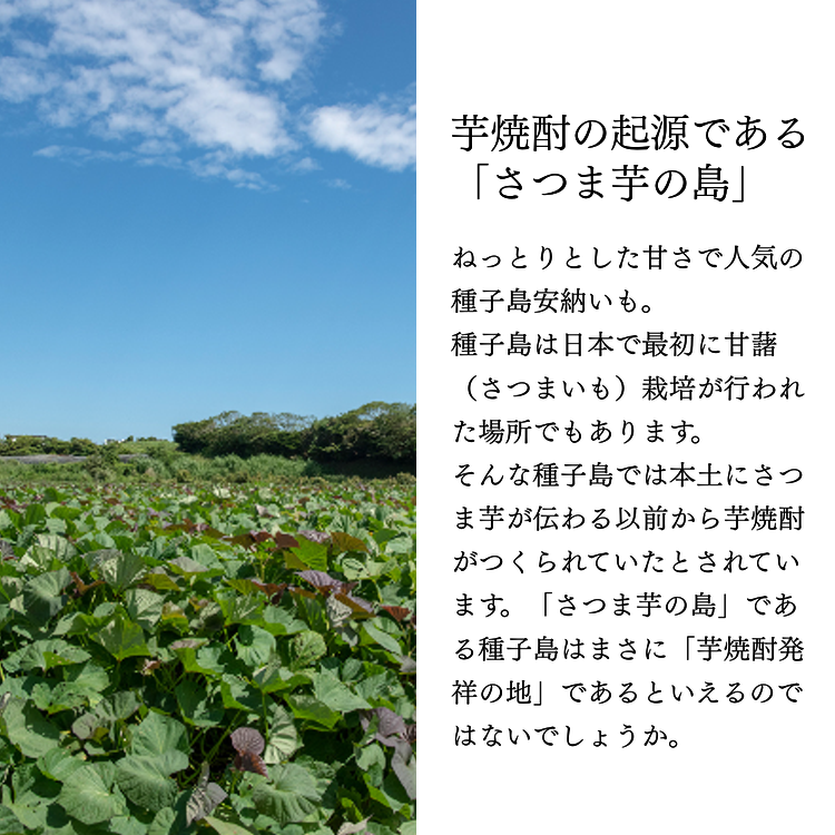 種子島 芋 焼酎 「 碧の手紙 」 500ml 2本　NFN685【350pt】 / いも焼酎 芋焼酎 本格焼酎 本格芋焼酎 本格いも焼酎 お湯割り ロック 水割り 25度 紫いも 紫芋 フルーティー 清涼感 カクテル 熟成 減圧蒸留