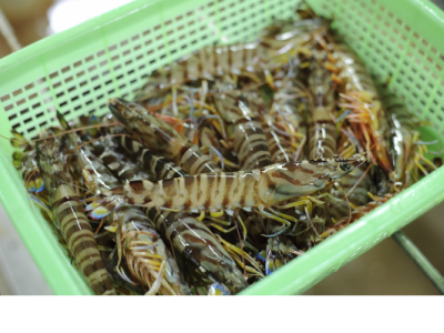 種子島産 車えび ３Ｌ サイズ （250ｇ×3＝750ｇ）　NFN427 【500pt】