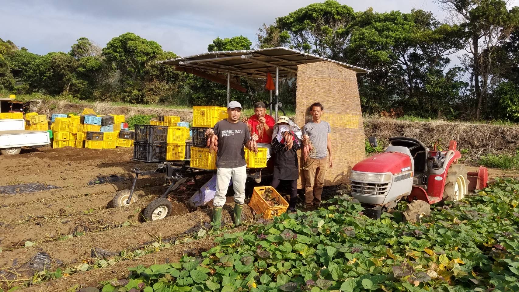 種子島 安納いも こがね ( 生芋 ) M サイズ 5kg　NFN646【300pt】 // 安納芋 安納いも発祥の地 本場・安納地域産 糖度 熟成期間 G.I 保護制度 ブランド 金賞 生いも 芋 いも さつまいも 希少 黄金