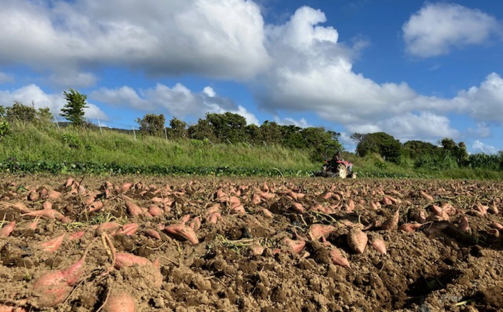 種子島 中園ファーム 熟成 安納芋 の 黄金 塩 チップス 50g×5袋　NFN632【250pt】スイーツ 安納芋 お菓子 加工品 さつまいも 芋チップス 無添加 お菓子 国産 自然派 スナック 天然の甘み 特産品 鹿児島 お土産