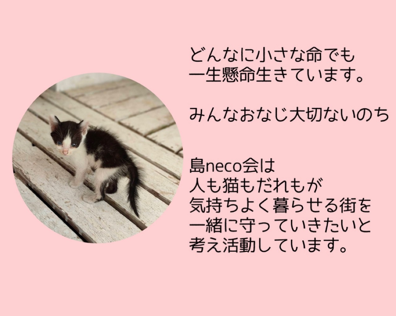 【返礼品なし】猫愛護活動支援 NFN639 【125PT】// 特定非営利活動法人　種子島 島neco会