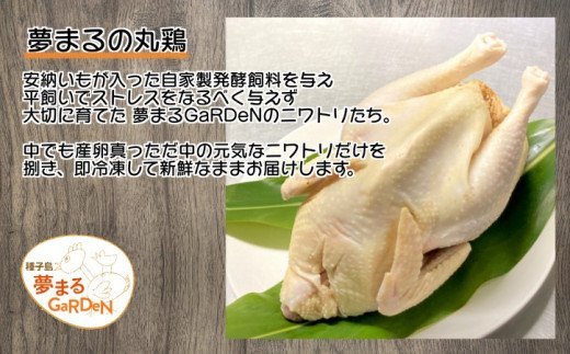 種子島 夢まる の 丸鶏 （ 1羽 ）　NFN449【375pt】
