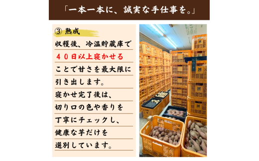  種子島 産 オーガニック  (有機)  種子島 安納いも  (誠農園) １０ｋｇ　NFN538 【650pt】
