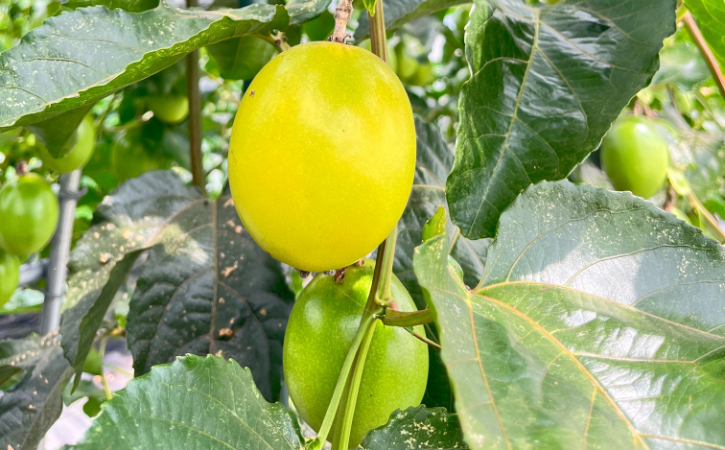 ã 7æäžæ¬ïœ8æ å
è¡äºçŽ ãçš®åå³¶ é»è²ã ããã·ã§ã³ãã«ãŒã ãã蟲å (20åå
¥ã)ãNFN600 ã450ptã // 倿éå® å®å¿ã»å®å
š