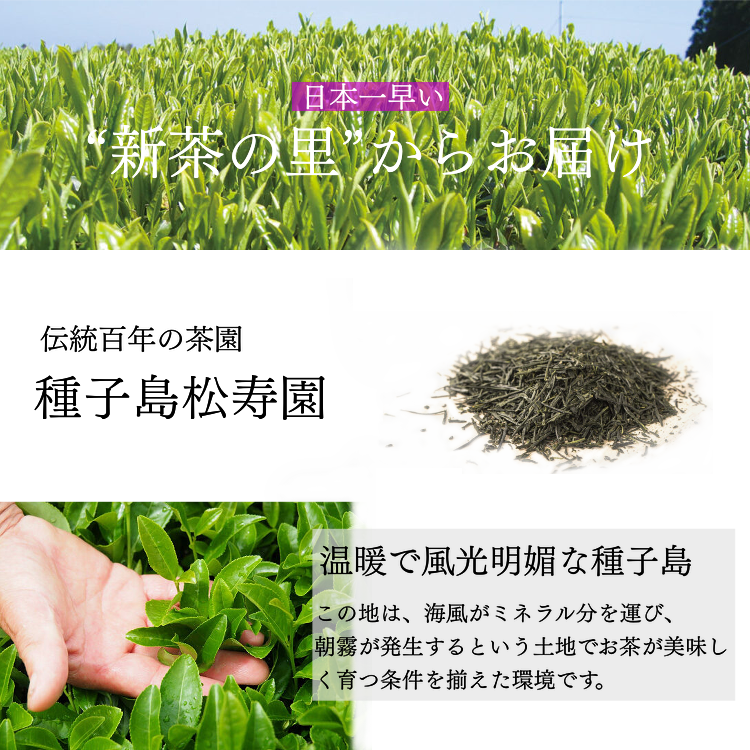 希少種 「松寿」 と 「 たねがしま茶 」 セット    NFN034 【425pt】