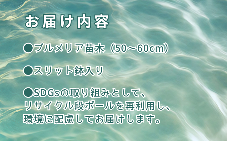  【季節限定】種子島 プルメリア 苗木 1鉢　NFN672 【300pt】 //  ハワイアンフラワー 南国 植物 苗木 花 観葉植物 芳香