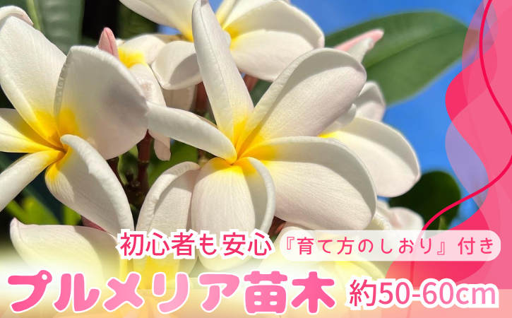  【季節限定】種子島 プルメリア 苗木 1鉢　NFN672 【300pt】 //  ハワイアンフラワー 南国 植物 苗木 花 観葉植物 芳香