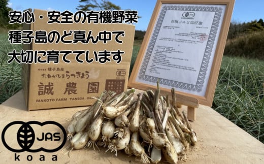 【 先行予約 】 誠農園 の  たねがしま らっきょう （ 有機 JAS 根つき 生らっきょう）２ｋｇ　NFN489【350pt】// 有機栽培 オーガニック 安心・安全 栄養価が高い 健康食材 甘酢 キムチ等の漬物 天ぷら