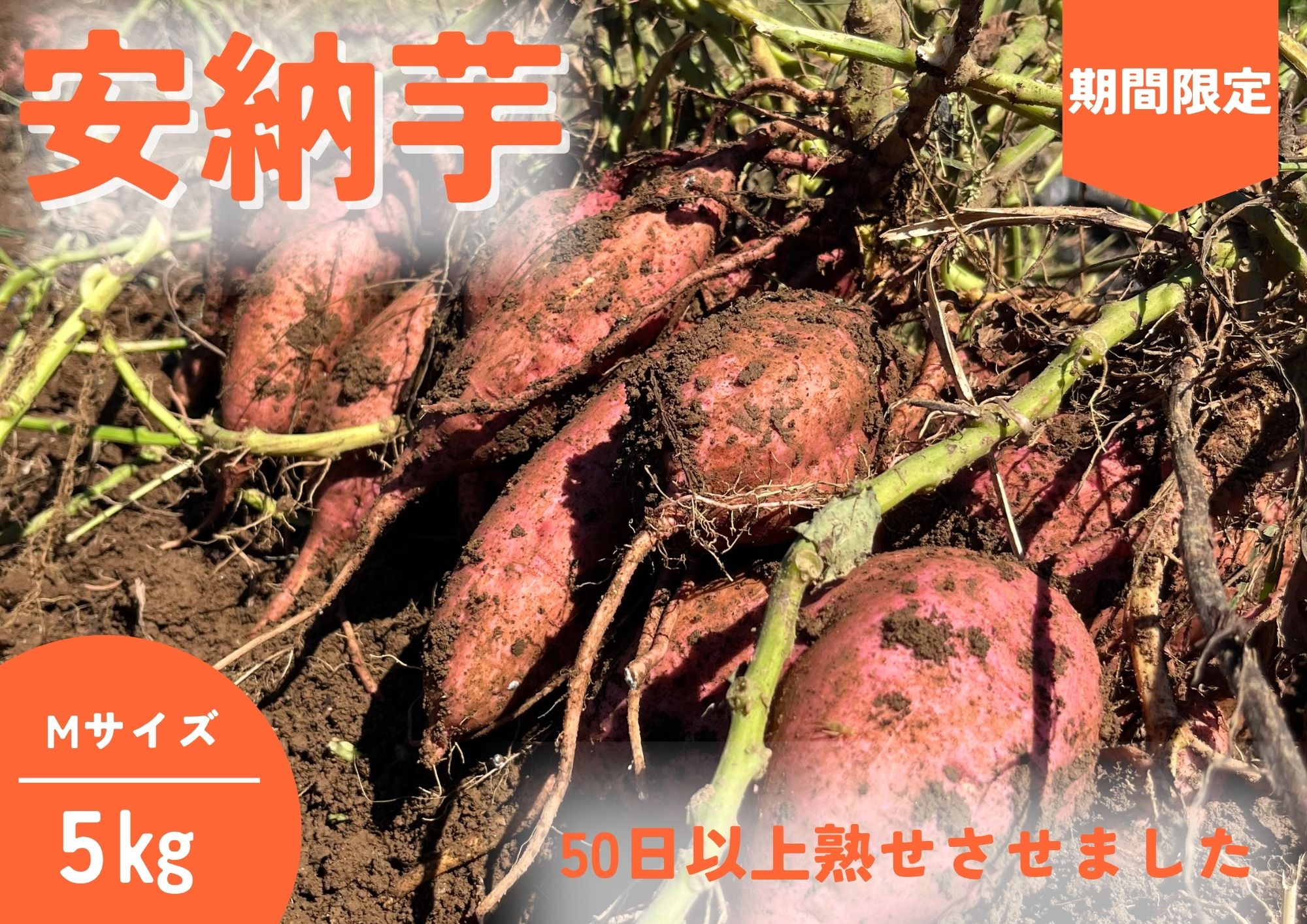 種子島 石蔵 長期熟成 安納いも ( Mサイズ ) 5kg　NFN638 【400pt】// 有機肥料 減農薬栽培 安全安心