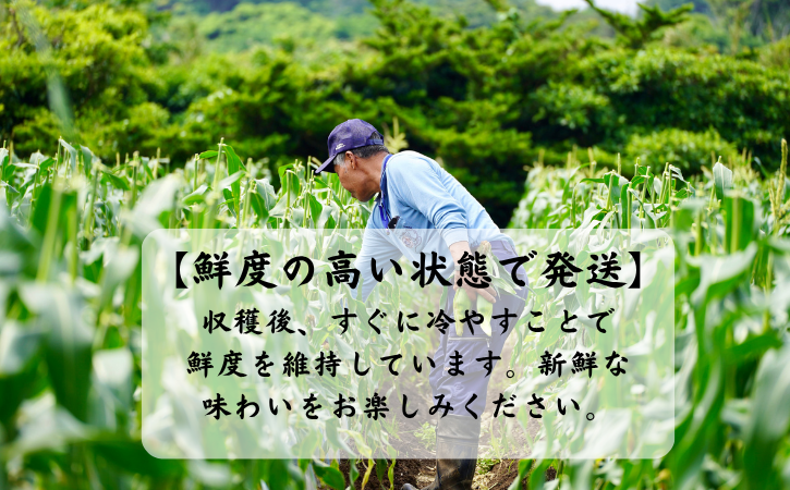 【 先行予約 】 種子島 産 朝どれ とうもろこし ホワイトコーン (15～18本)　NFN618【400pt】 ホワイトコーン トウモロコシ 人気 期間限定 朝獲れ 新鮮 数量限定 甘み 柔らかい ジューシー 冷蔵便