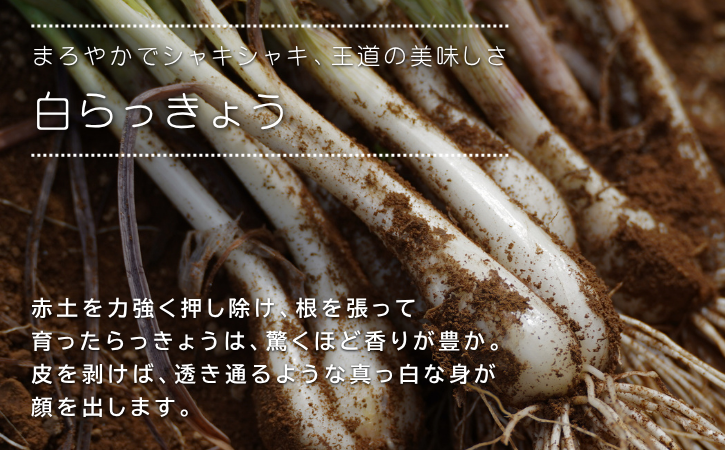 【 先行予約 】 たねがしま らっきょう 誠農園 ( 種子島 有機 JAS 根つき 生らっきょう) 1kg　NFN583【250pt】 // 有機栽培 オーガニック 安心・安全 栄養価が高い 健康食材 甘酢 キムチ等の漬物 天ぷら