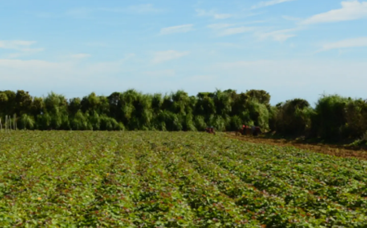 中園ファーム 半熟 焼き干し芋 100g×２袋　NFN676 【125pt】// 干し芋 干しいも ほしいも 安納地区 収穫 本場 種子島 安納いも 安納芋 焼き芋 焼きいも やきいも 濃縮 