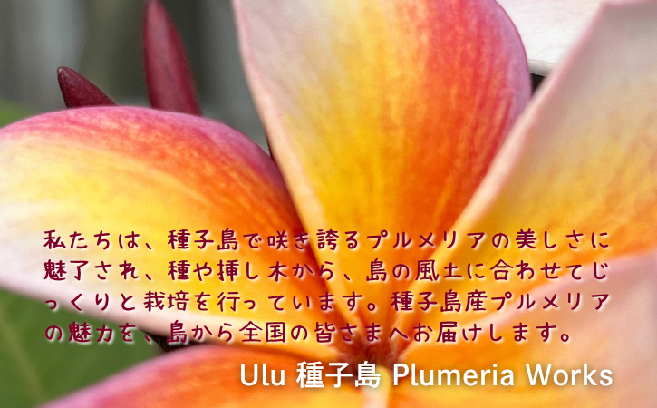  【季節限定】種子島 プルメリア 苗木 1鉢　NFN672 【300pt】 //  ハワイアンフラワー 南国 植物 苗木 花 観葉植物 芳香