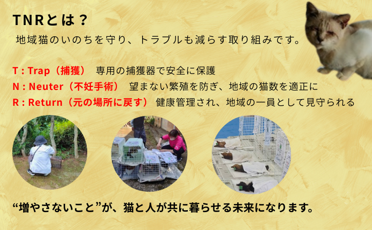 縲占ソ皮、シ蜩√↑縺励醍賢諢幄ュキ豢サ蜍墓髪謠エ NFN639 縲125PT縲// 迚ケ螳夐撼蝟カ蛻ゥ豢サ蜍墓ウ穂ココ縲遞ョ蟄仙ウカ 蟲カneco莨