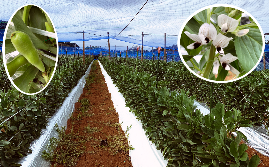 種子島 農園 のむさん 早春 の そらまめ 4ｋｇ　NFN300【600pt】