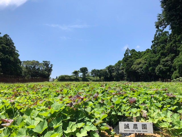 種子島 産 オーガニック (有機) 種子島安納いも (誠農園) ３kg　NFN599 【250pt】 有機栽培 有機JAS認証 皮まで丸ごと 安納いも 安納芋 熟成 糖度 オーガニック 安心安全