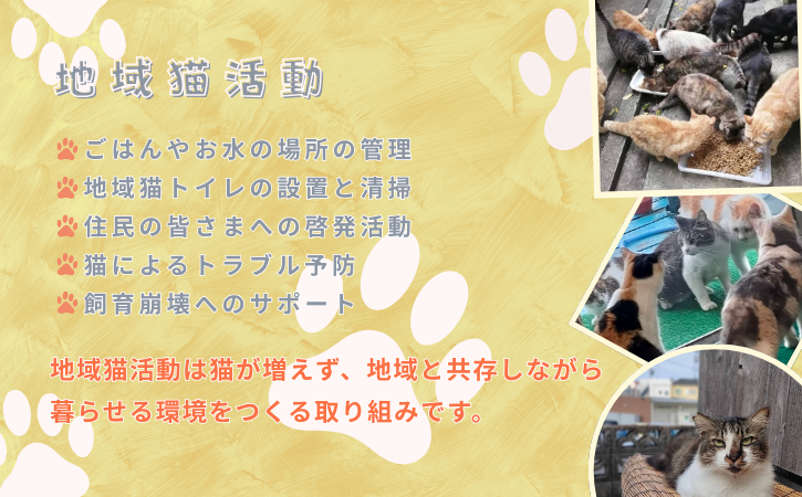 縲占ソ皮、シ蜩√↑縺励醍賢諢幄ュキ豢サ蜍墓髪謠エ NFN639 縲125PT縲// 迚ケ螳夐撼蝟カ蛻ゥ豢サ蜍墓ウ穂ココ縲遞ョ蟄仙ウカ 蟲カneco莨