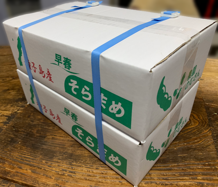 種子島 農園 のむさん 早春 の そらまめ 4ｋｇ　NFN300【600pt】