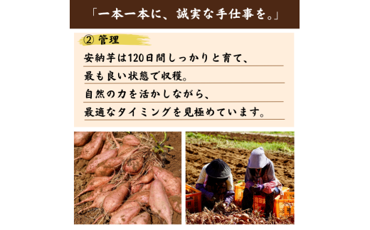  種子島 産 オーガニック  (有機)  種子島 安納いも  (誠農園) １０ｋｇ　NFN538 【650pt】