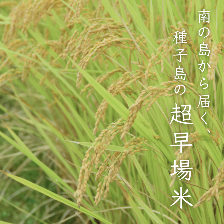 縲 蜈郁。御コ育エ 縲醍ィョ蟄仙ウカ 繧ウ繧キ繝偵き繝ェ 雜 譌ゥ蝣エ 邀ウ 3kg縲NFN669縲250pt縲 // 邀ウ 繧ウ繧キ繝偵き繝ェ 縺薙@縺イ縺九j 譌ゥ蝣エ邀ウ 雜譌ゥ蝣エ邀ウ 莉、蜥8蟷エ逕」邀ウ