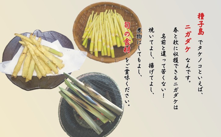 【 先行予約 】 種子島 産 春 の ニガダケ 4ｋｇ　NFN407【675pt】