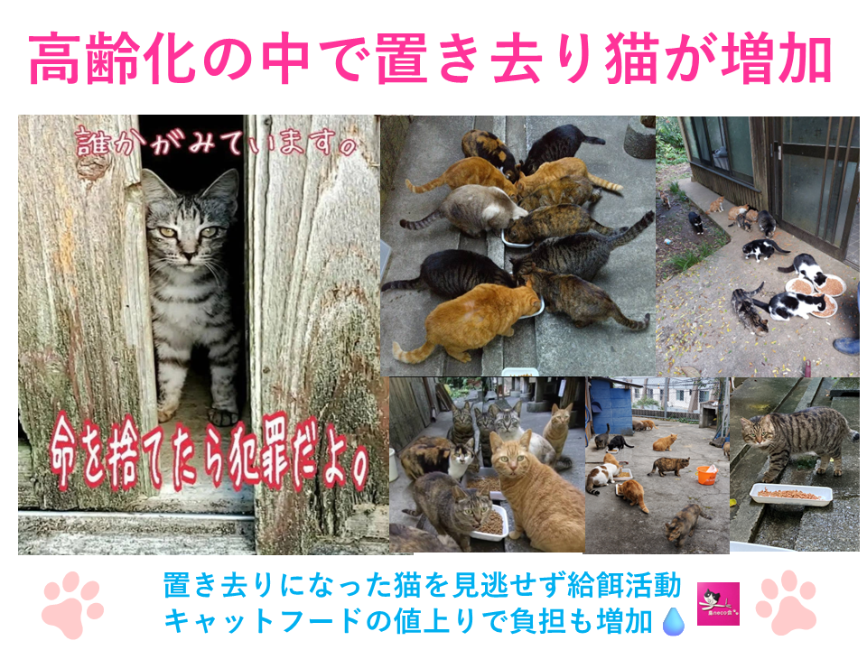 縲占ソ皮、シ蜩√↑縺励醍賢諢幄ュキ豢サ蜍墓髪謠エ NFN642 縲100PT縲// 迚ケ螳夐撼蝟カ蛻ゥ豢サ蜍墓ウ穂ココ縲遞ョ蟄仙ウカ 蟲カneco莨